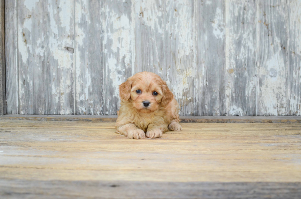 Cavachon Puppy for Adoption