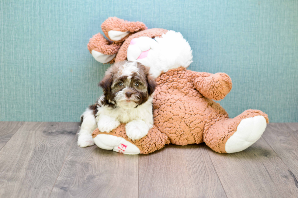 Cute Havanese Purebred Puppy