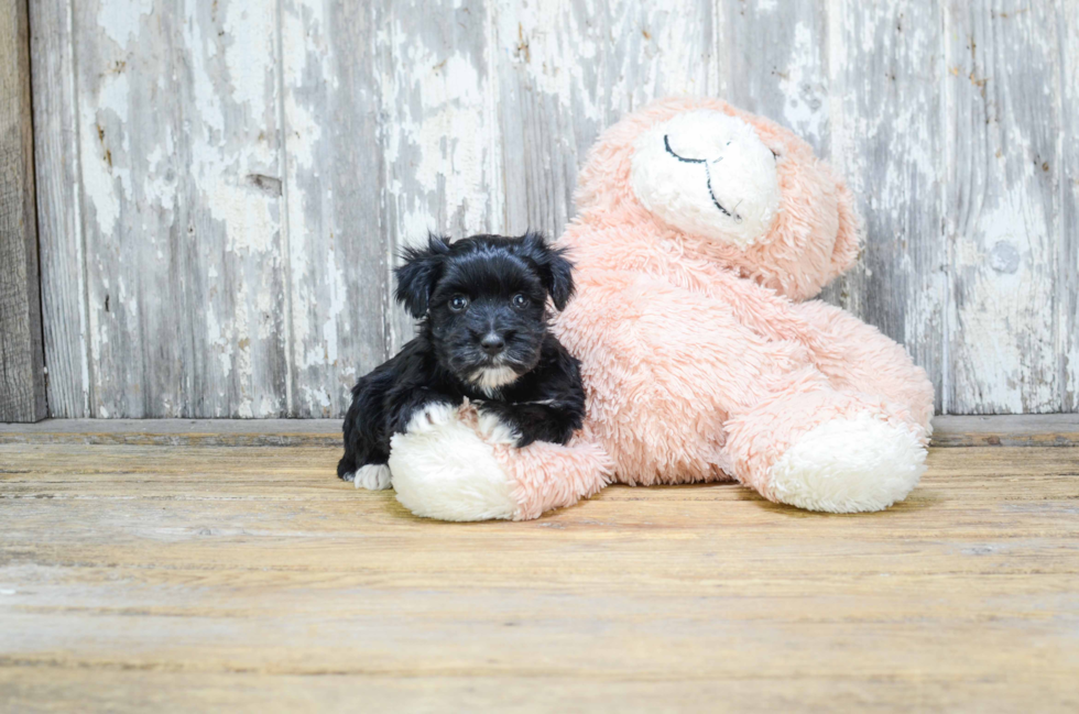 Playful Yorkie Designer Puppy