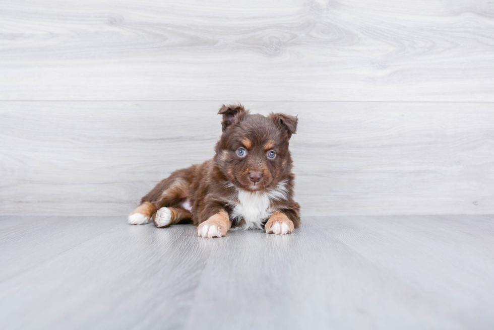 Best Mini Aussiedoodle Baby