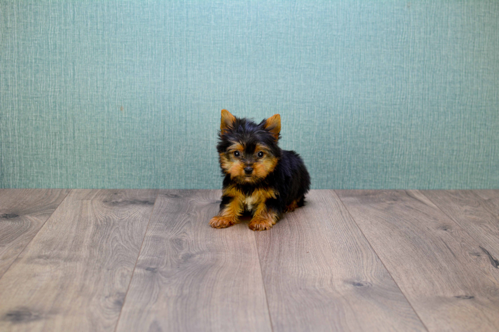 Meet Timmy - our Yorkshire Terrier Puppy Photo 