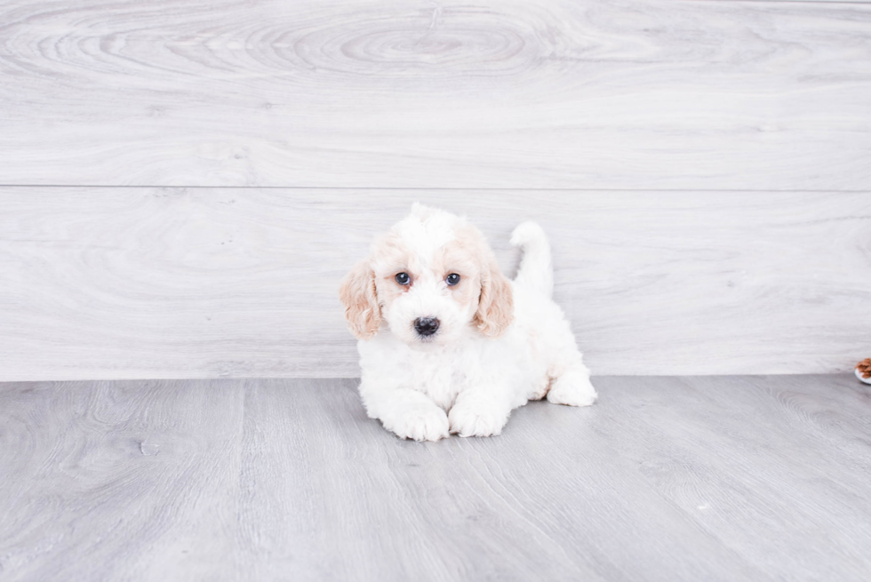 Mini Goldendoodle Puppy for Adoption