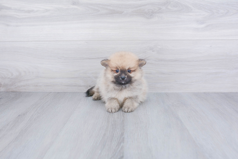 Pomeranian Puppy for Adoption