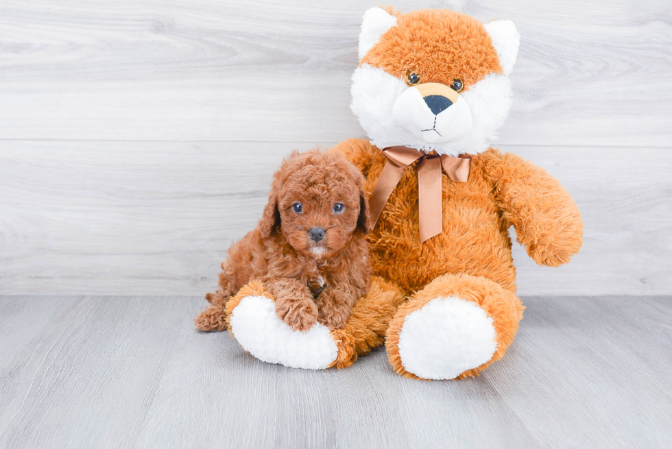 Sweet Cavapoo Baby