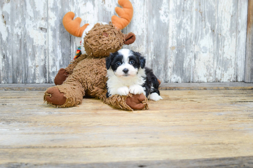 Best Morkie Baby