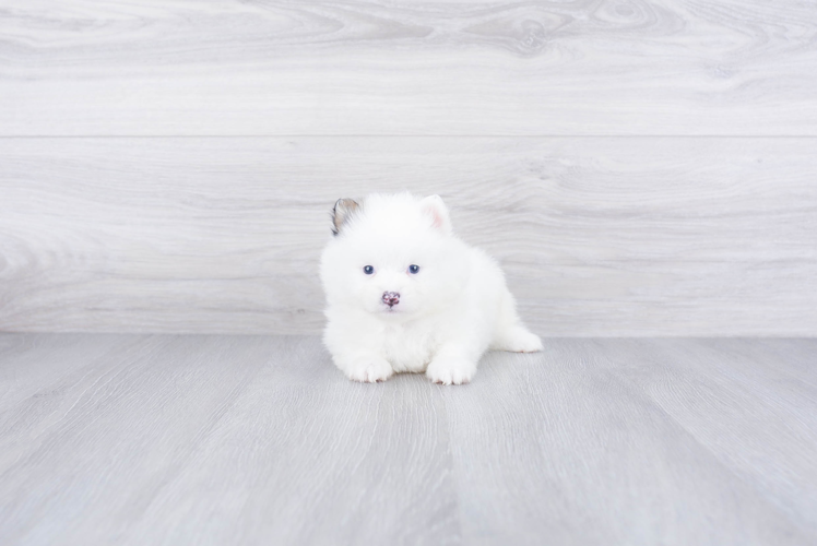 Little Pomeranian Purebred Pup