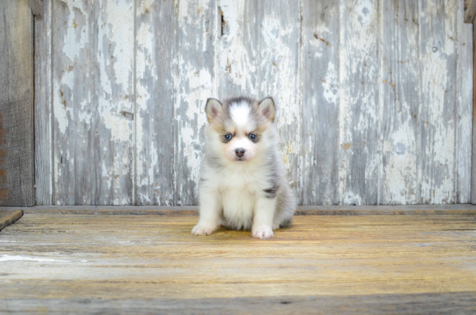 Hypoallergenic Mini Husky Designer Puppy