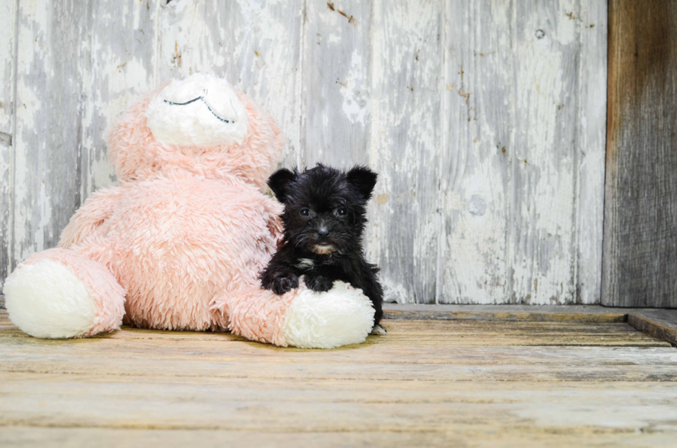 Morkie Pup Being Cute