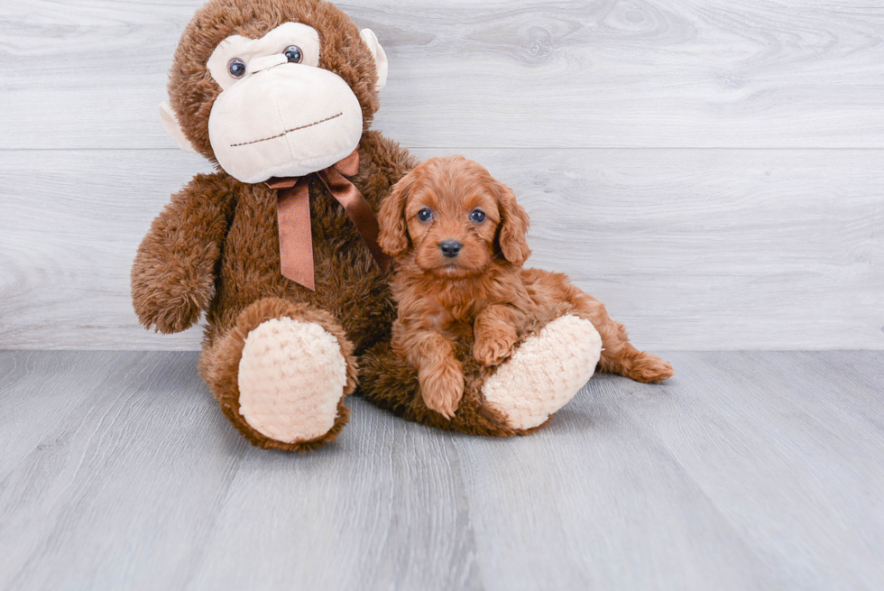 Cavapoo Pup Being Cute