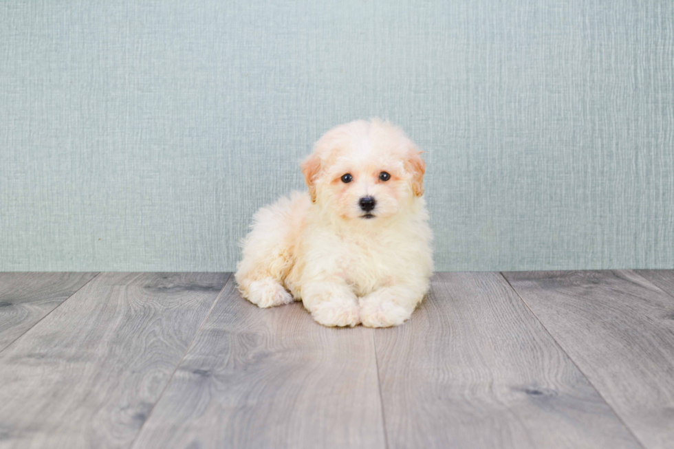 Maltipoo Puppy for Adoption