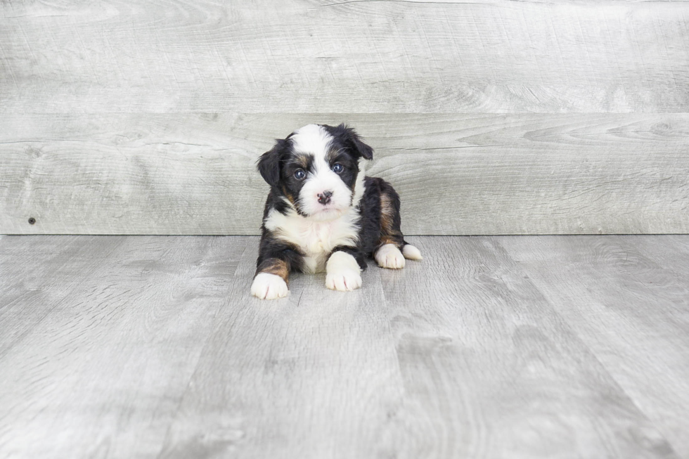 Friendly Mini Bernedoodle Baby