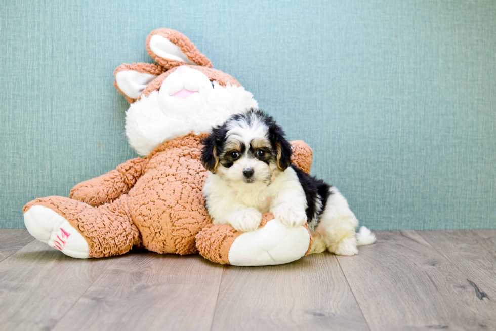 Morkie Puppy for Adoption