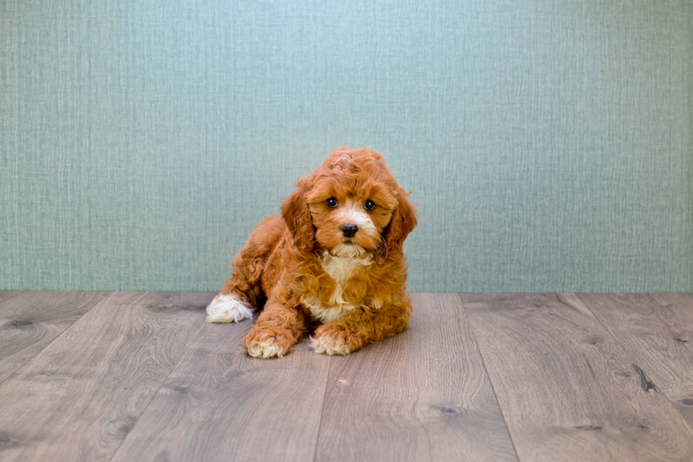 Cavapoo Puppy for Adoption