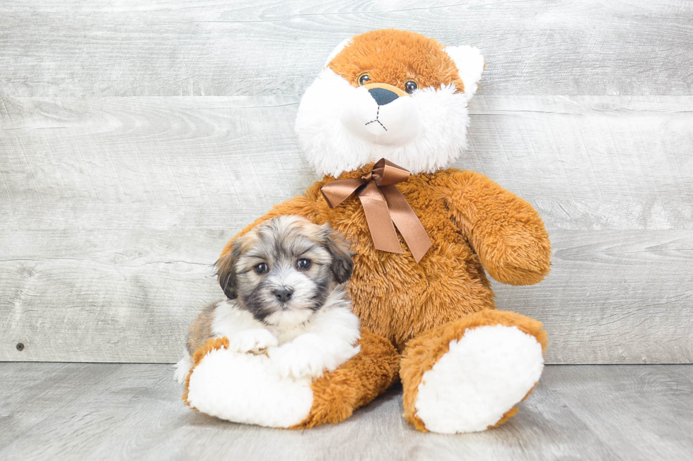 Popular Havanese Baby