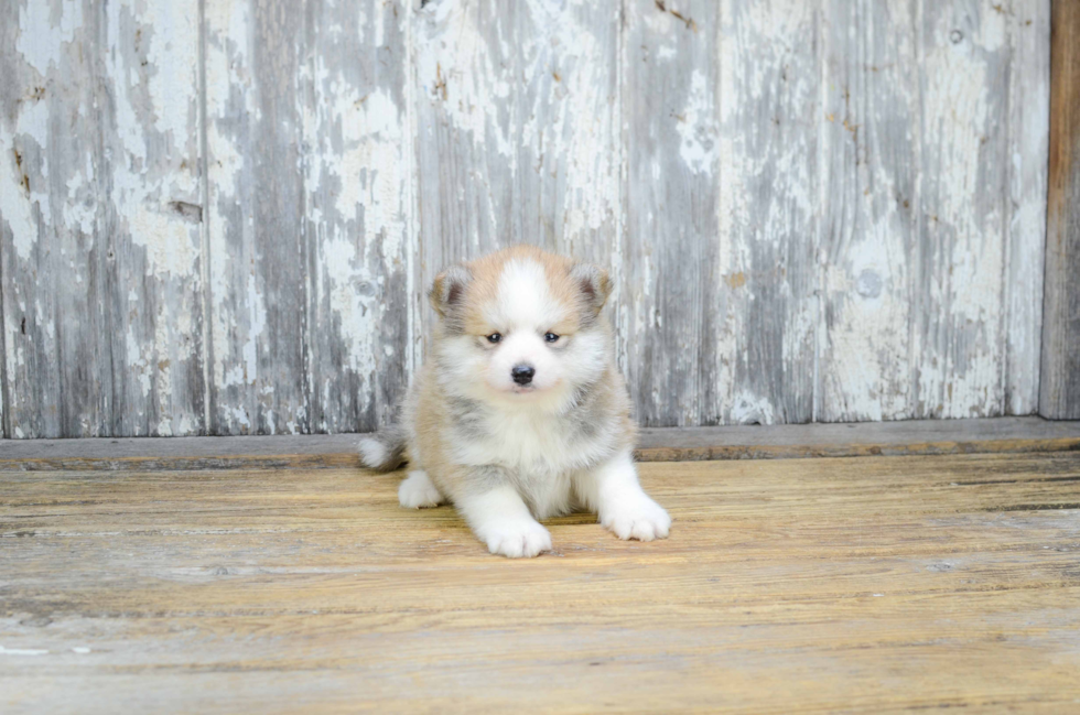 Pomsky Puppy for Adoption