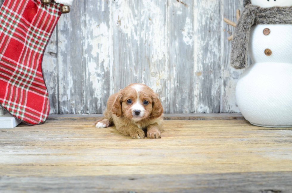 Cavapoo Pup Being Cute