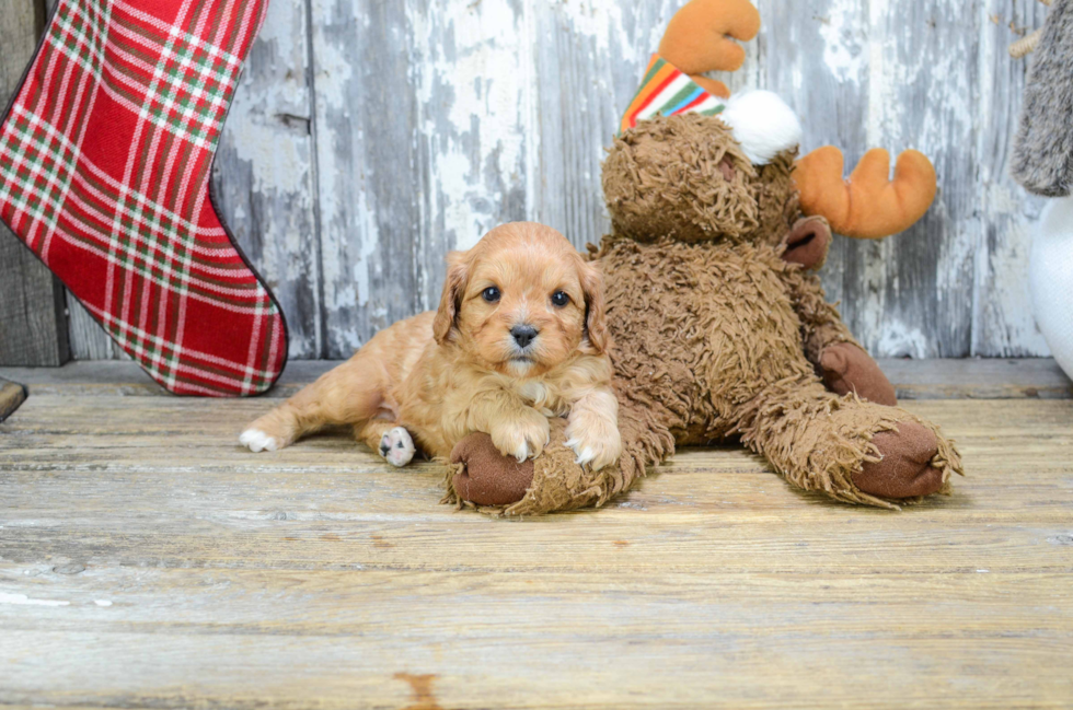 Popular Cavapoo Poodle Mix Pup