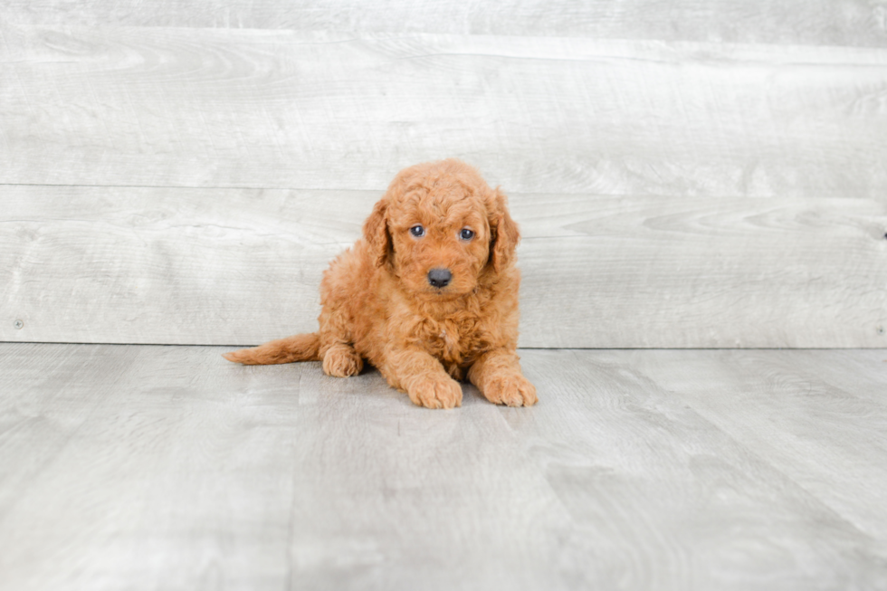 Best Mini Goldendoodle Baby