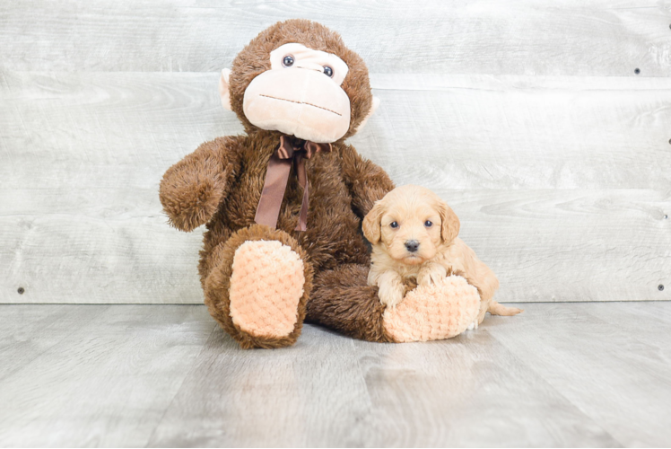 Small Cavapoo Baby