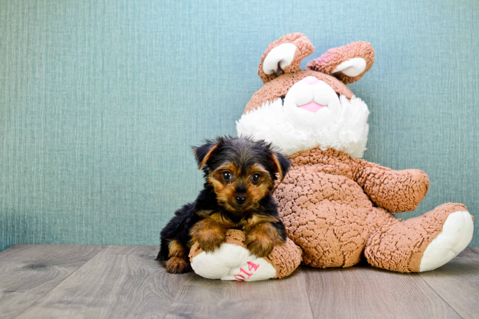 Meet Jeremy - our Yorkshire Terrier Puppy Photo 