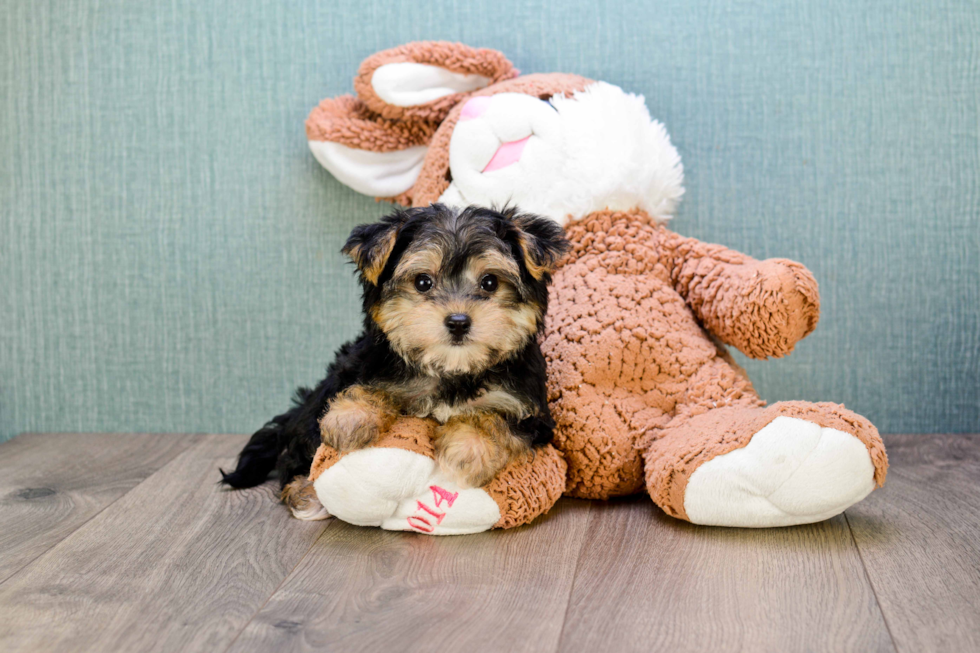 Morkie Puppy for Adoption