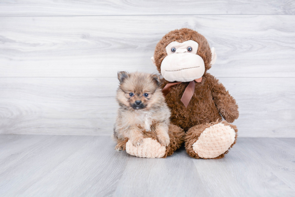 Cute Pomeranian Purebred Puppy