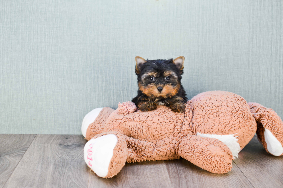 Meet Giselle - our Yorkshire Terrier Puppy Photo 