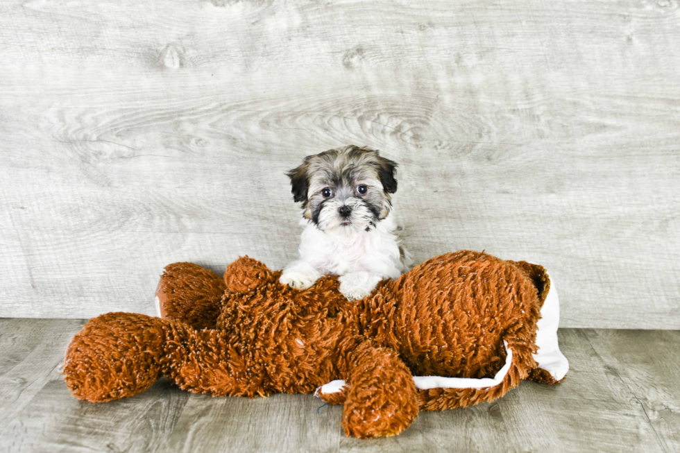 Havanese Pup Being Cute