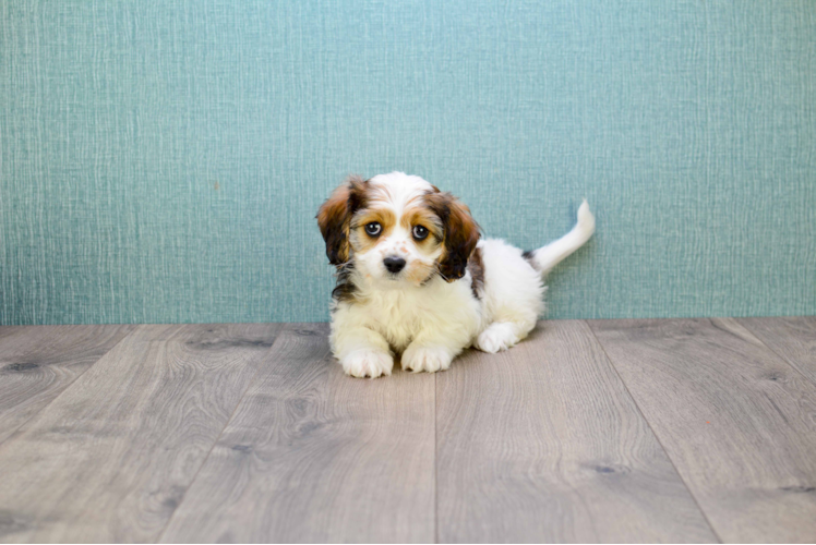 Best Cavachon Baby