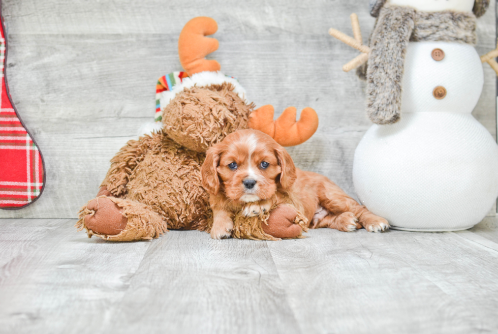 Best Cavalier King Charles Spaniel Baby