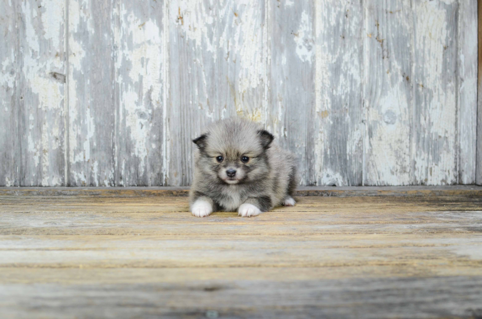 Sweet Pomeranian Purebred Puppy