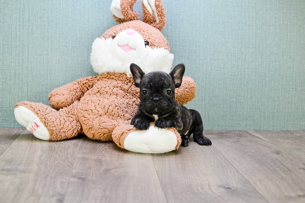 Smart Frenchie Purebred Puppy