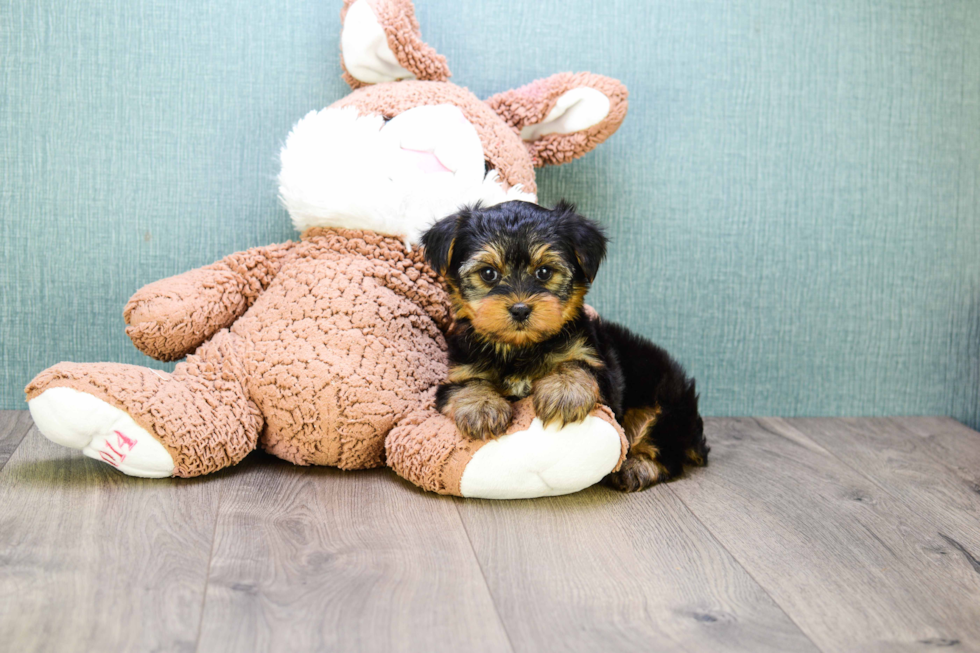 Meet Timmy - our Yorkshire Terrier Puppy Photo 