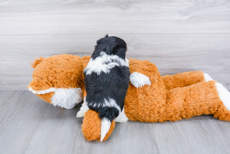 Funny Maltipoo Poodle Mix Pup