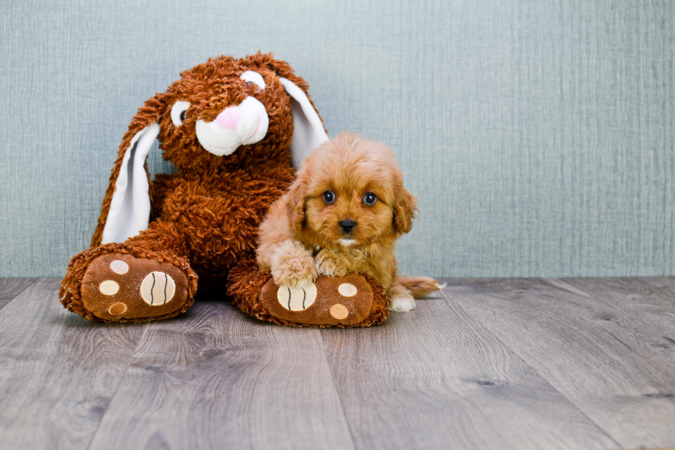 Popular Cavapoo Poodle Mix Pup