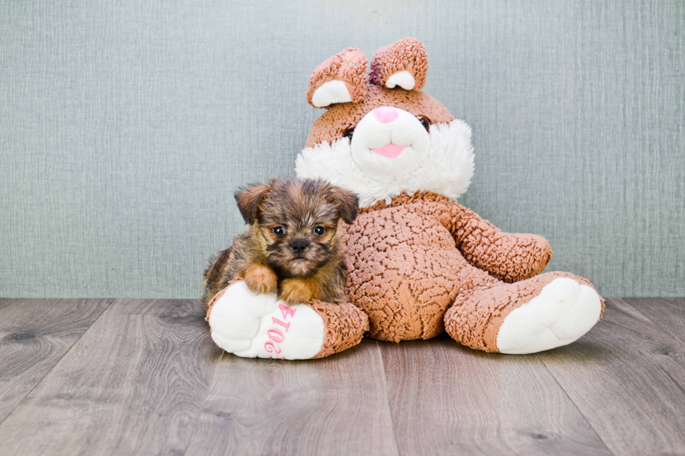 Cute Brussels Griffon Baby