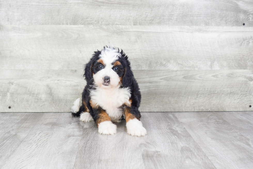 Best Mini Bernedoodle Baby