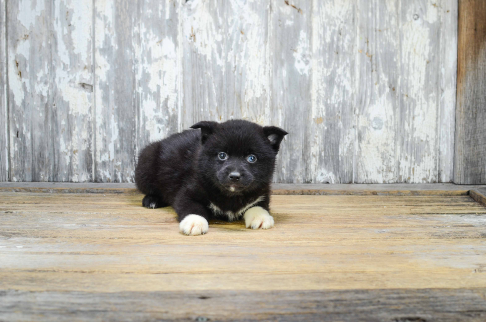 Popular Pomsky Designer Pup