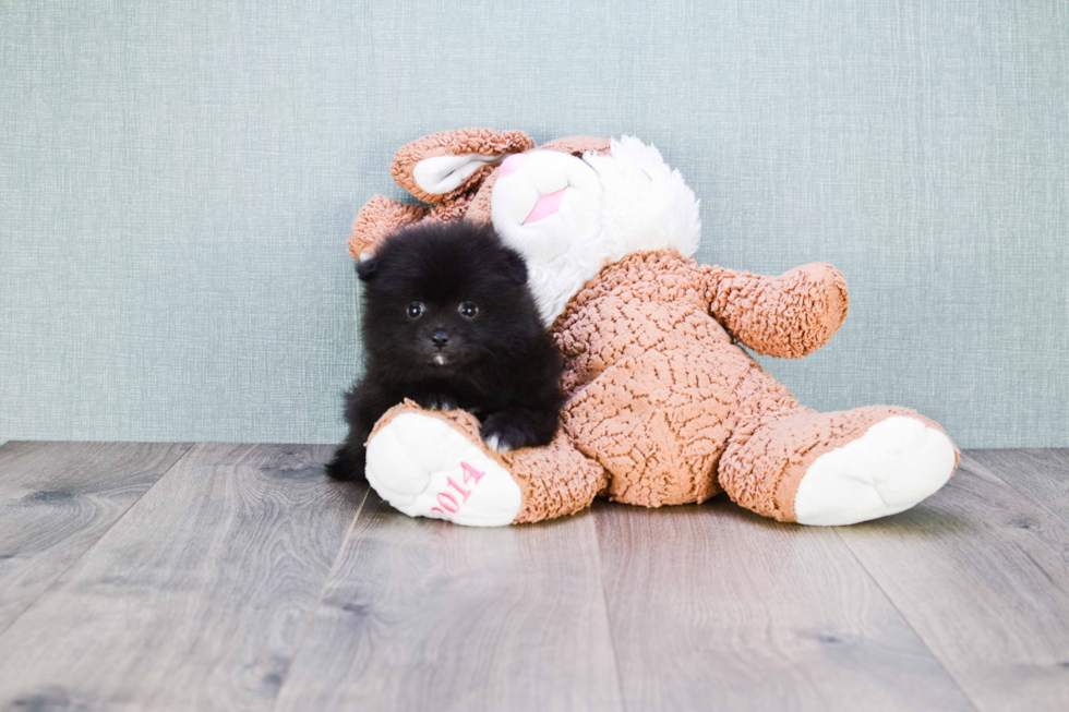 Small Pomeranian Purebred Pup