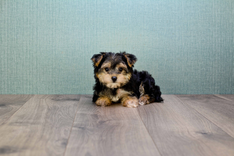 Fluffy Morkie Designer Pup