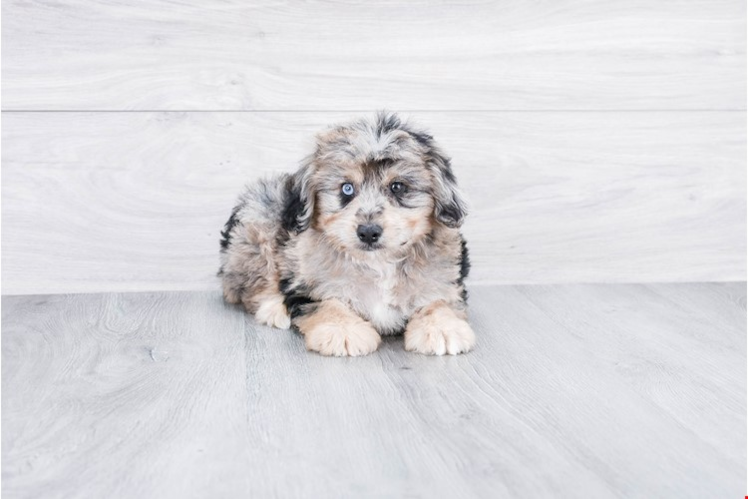 Friendly Mini Aussiedoodle Baby