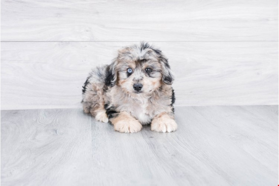 Friendly Mini Aussiedoodle Baby