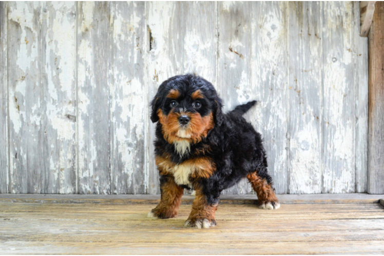 Funny Mini Bernedoodle Poodle Mix Pup