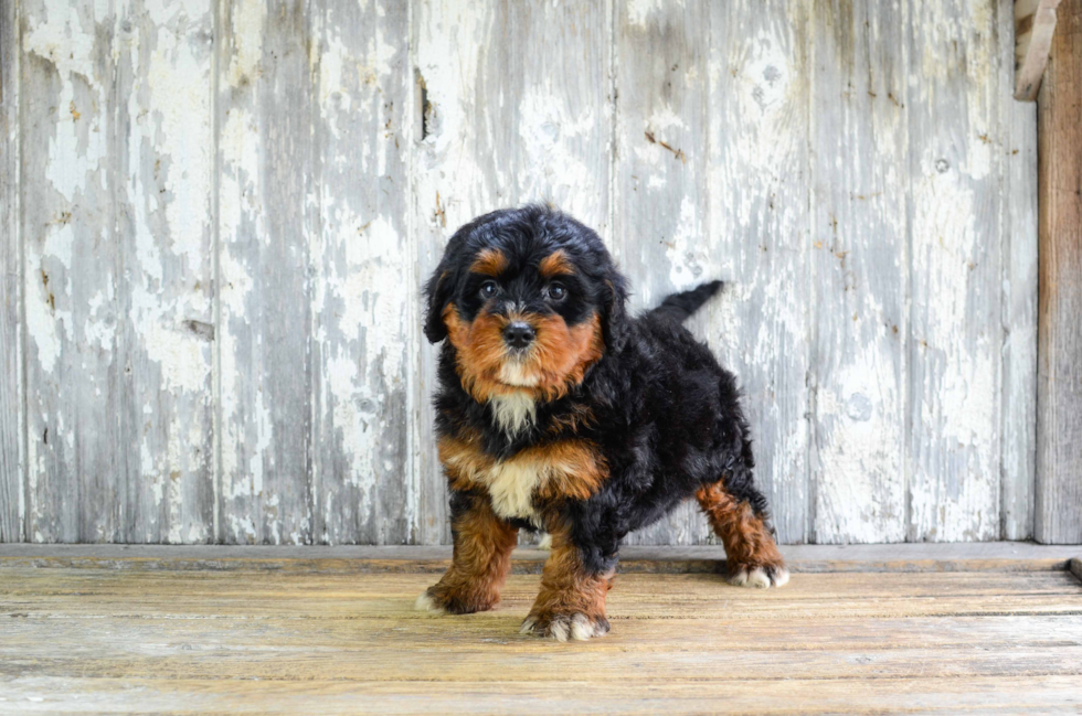 Funny Mini Bernedoodle Poodle Mix Pup