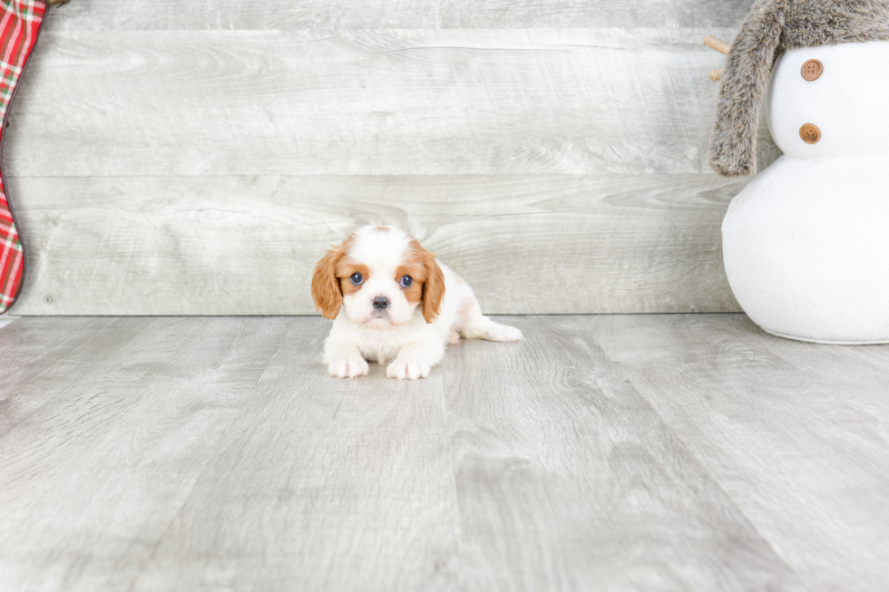 Smart Cavalier King Charles Spaniel Purebred Puppy