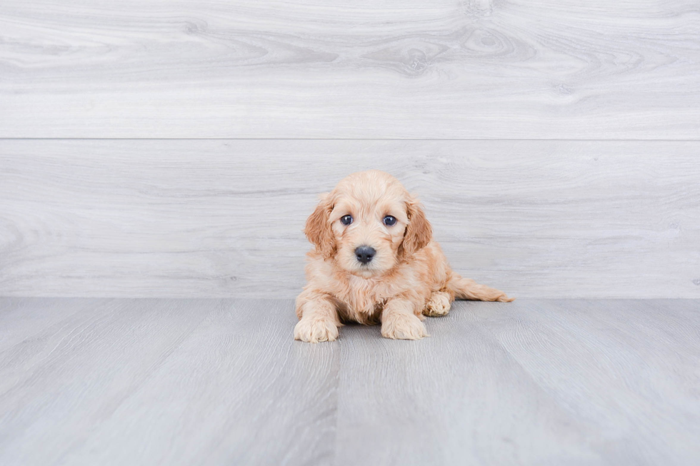 Friendly Mini Goldendoodle Baby