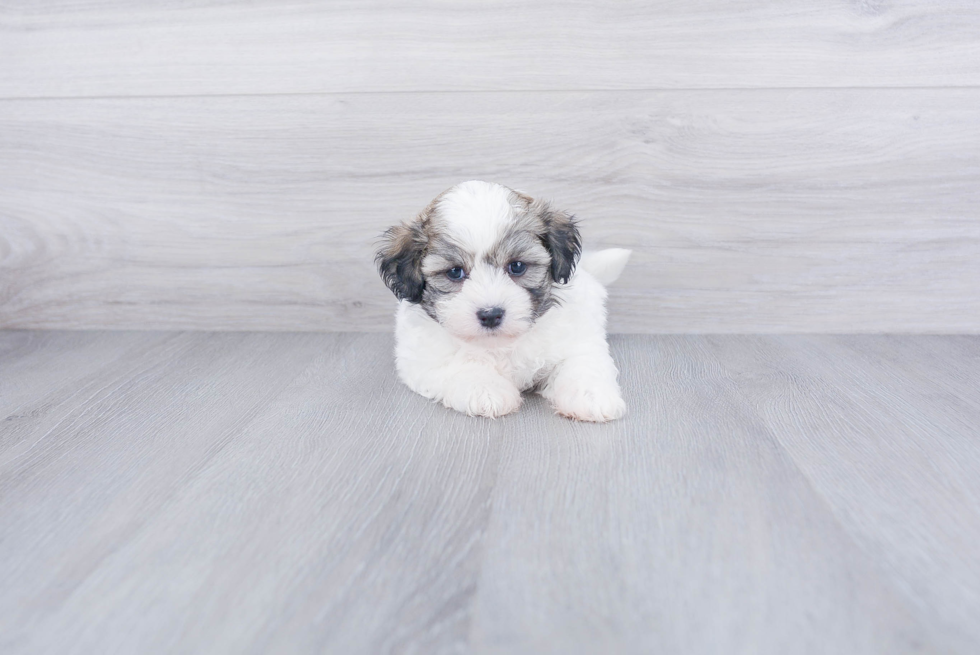 Playful Shichon Designer Puppy