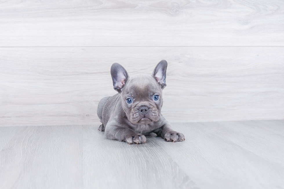 French Bulldog Pup Being Cute