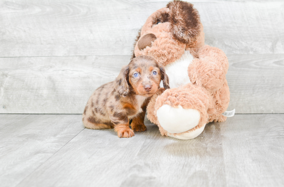 Cute Dachshund Purebred Puppy