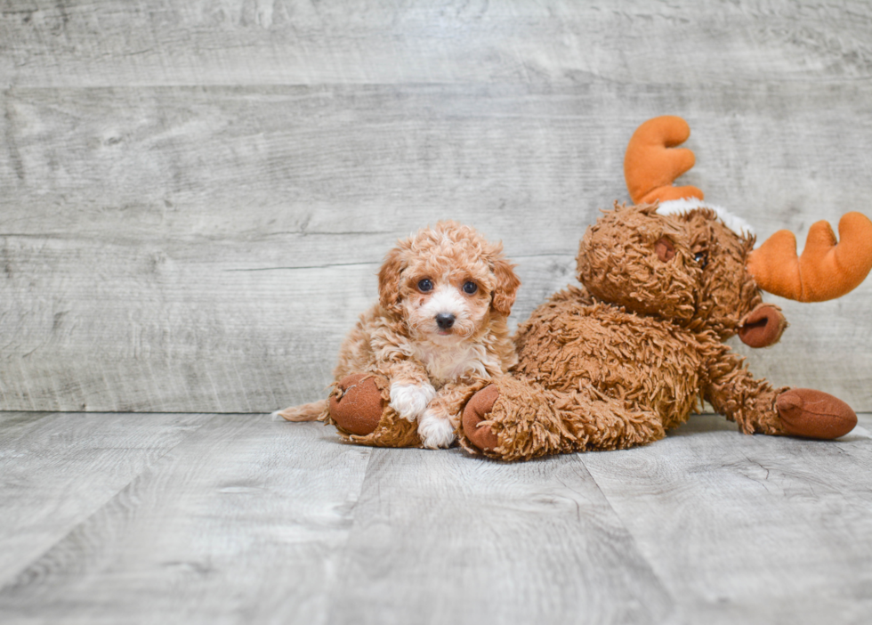 Maltipoo Puppy for Adoption